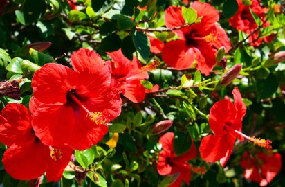 HIBISCUS