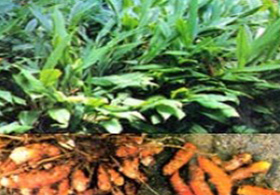 Haridra (Curcuma Longa)