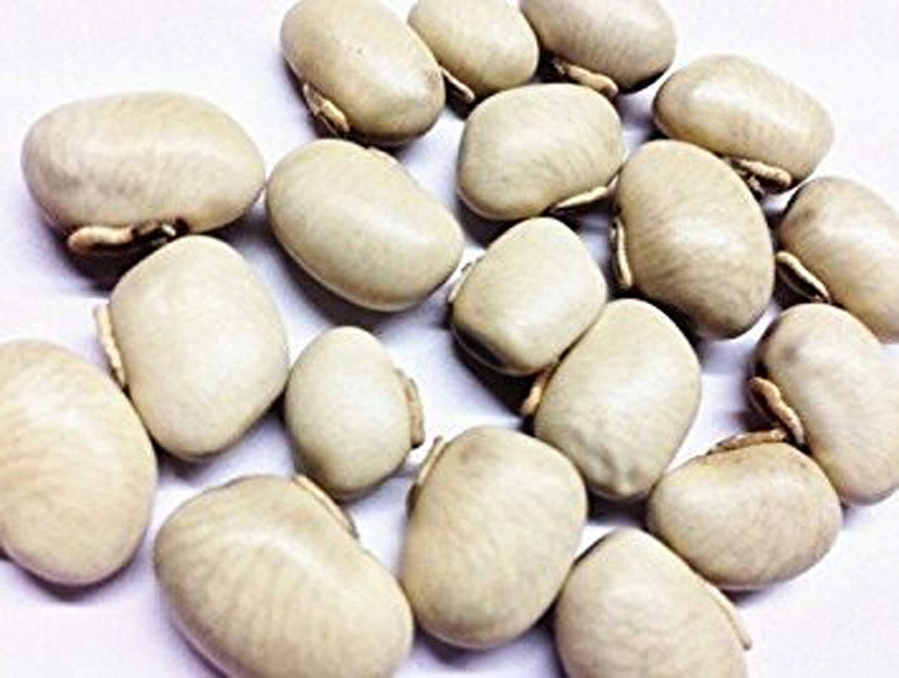 Kaunch beej (Mucuna Pruriens)