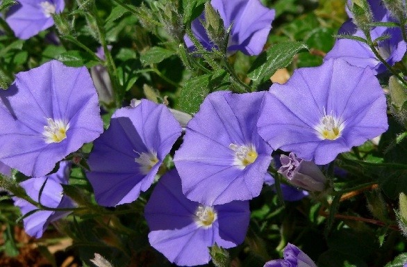 Shankhapuspi (Convolvulus Pluricaulis)